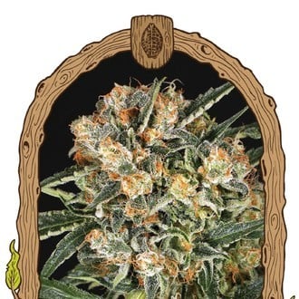 Hippie Therapy CBD (Exotic Seed) feminisiert