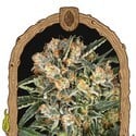 Hippie Therapy CBD (Exotic Seed) feminisiert