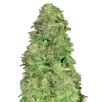 CBD Auto 20:1 (FastBuds) feminized