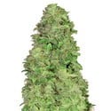 CBD Auto 20:1 (FastBuds) feminisiert