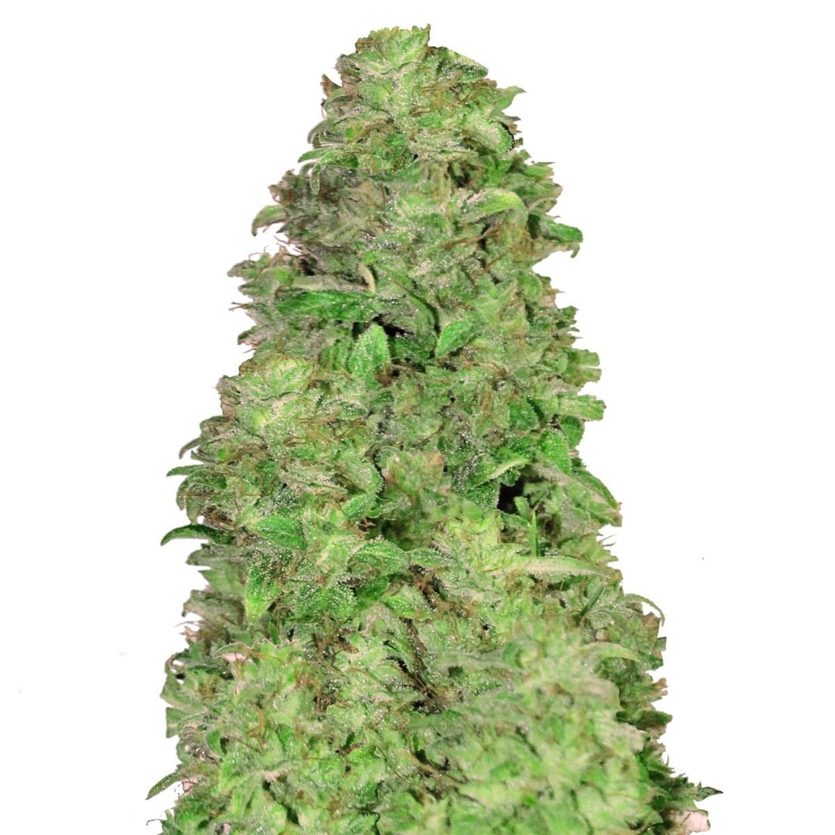 CBD Auto 20:1 (FastBuds) feminisiert