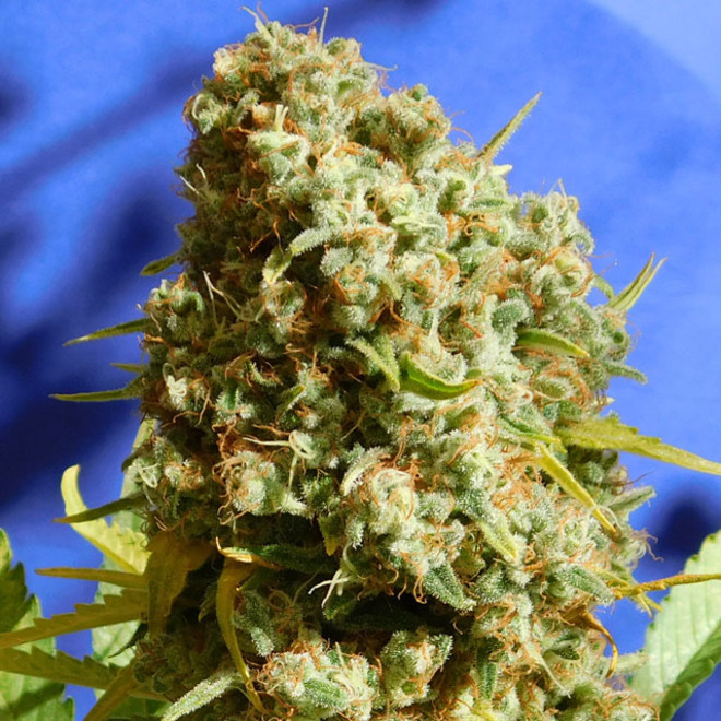 Bruce Banner 3 Fast Original Sensible Cannabis Seeds Zamnesia