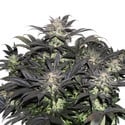 Lava Freeze (Super Sativa Seed Club) feminisiert