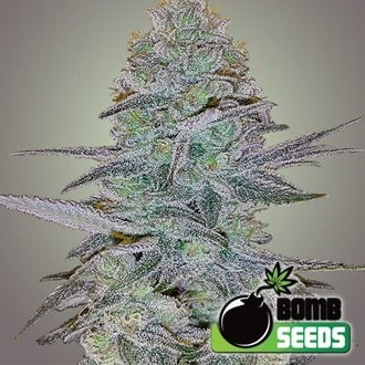 Cosmic Bomb Auto (Bomb Seeds) feminisiert