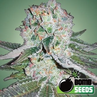 Banana Bomb (Bomb Seeds) Feminized