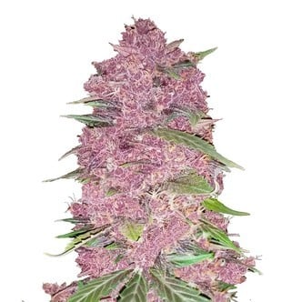 Purple Lemonade (FastBuds) feminisiert