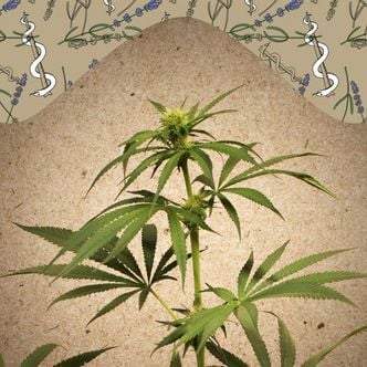 CBD Terra Italia (Female Seeds) feminisiert