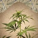 CBD Terra Italia (Female Seeds) feminisiert