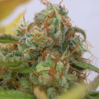 GG 4 Auto (Original Sensible) Feminized