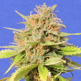 Girl Scout Cookies Auto (Original Sensible Seeds) feminized