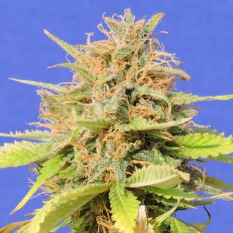 Girl Scout Cookies Auto (Original Sensible) feminisiert