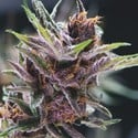 Black Cherry Punch (Pyramid Seeds) feminisiert