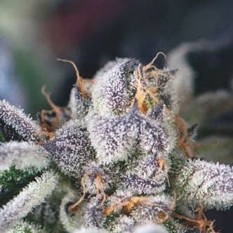 Cookies USA (Pyramid Seeds) feminized