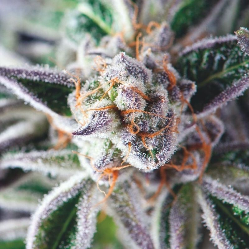 Do-Si-Dos - Cali plug, Buy cali weed online, 420 mail order shipping anywhere