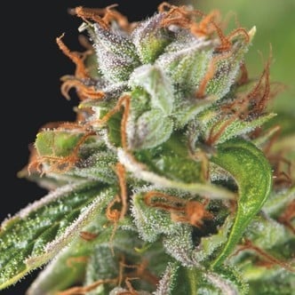 Double OG Haze (Pyramid Seeds) feminized