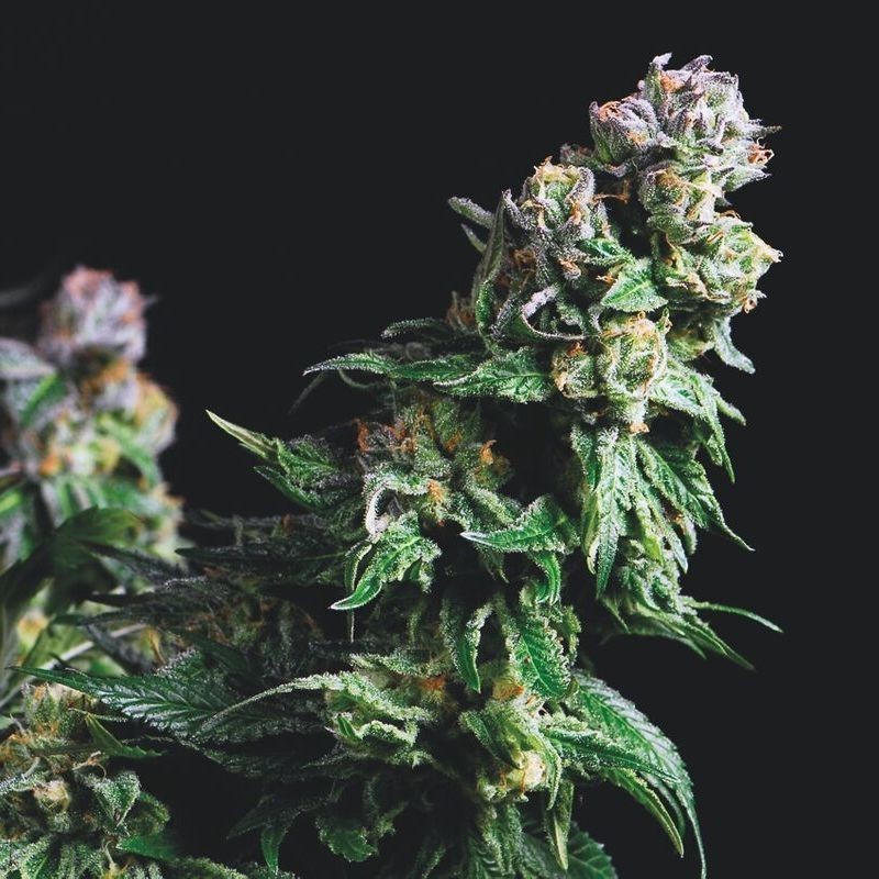 Purple Urkle | Pyramid Seeds | Cannabis Seeds - Zamnesia