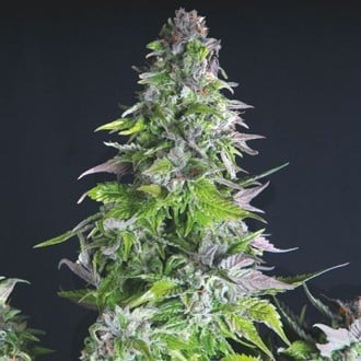 Romulan (Pyramid Seeds) feminisiert