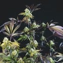 Sunset Sherbet (Pyramid Seeds) feminisiert