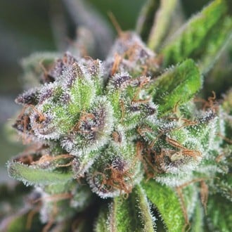 Watermelon Zkittlez (Pyramid Seeds) feminized