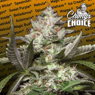 Auto Kong 4 (Paradise Seeds) feminized