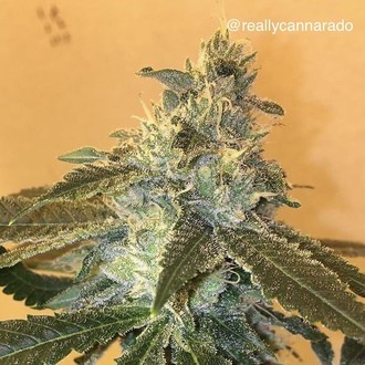 Uber (Cannarado Genetics) feminized