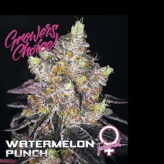 Watermelon Punch (Growers Choice) feminized