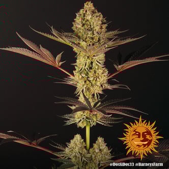 Dos Si Dos 33 (Barney's Farm) feminisiert