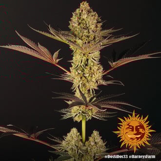 Dos Si Dos 33 (Barney's Farm) feminized