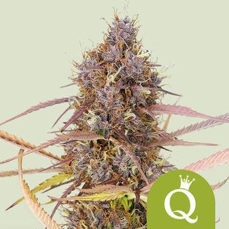 Purple Queen Automatic (Royal Queen Seeds) feminisiert