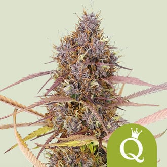 Purple Queen Automatic (Royal Queen Seeds) feminisiert