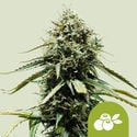 Haze Berry Automatic (Royal Queen Seeds) feminisiert