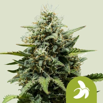 Fat Banana Auto (Royal Queen Seeds) feminisiert