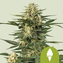 Green Gelato Automatic (Royal Queen Seeds) feminisiert