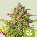 Sweet ZZ Automatic (Royal Queen Seeds) feminisiert