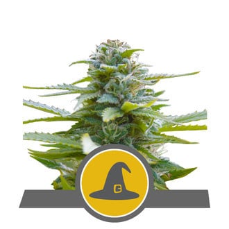 Exotic Witch (Royal Queen Seeds) regular