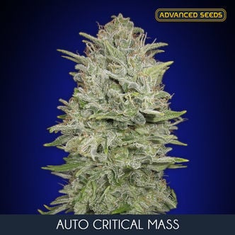 Auto Critical Mass (Advanced Seeds) feminisiert