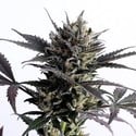 Lemon Haze Auto (Kannabia) feminized