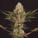 Black ZZ (Exotic Seed x Zamnesia) feminisiert