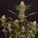 Black ZZ (Exotic Seed x Zamnesia) feminisiert