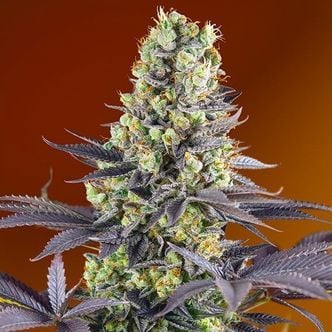 Sweet Zenzation (Sweet Seeds) feminized