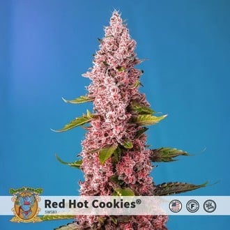 Red Hot Cookies (Sweet Seeds) feminisiert