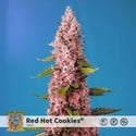 Red Hot Cookies (Sweet Seeds) feminized