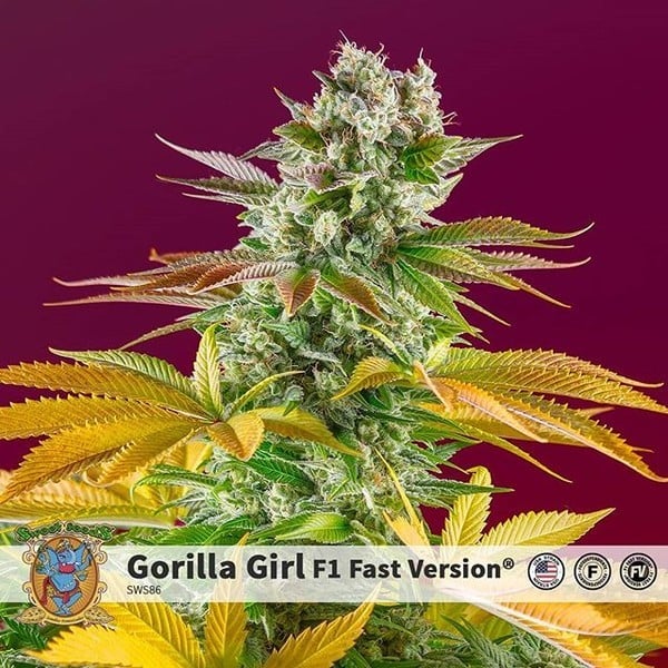 Gorilla Punch Auto, sweeter and more powerful cannabis