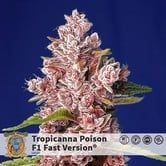 Tripicanna Poison - F1 Fast Version (Sweet Seeds) feminized
