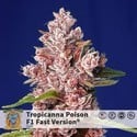 Tropicanna Poison - F1 Fast Version (Sweet Seeds) feminisiert