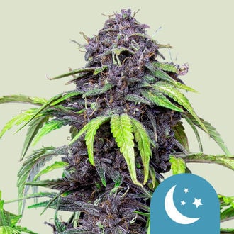 Purplematic CBD Automatic (Royal Queen Seeds) feminisiert