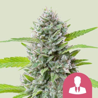 El Patron (Royal Queen Seeds) feminisiert