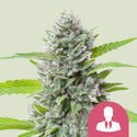 El Patron (Royal Queen Seeds) feminisiert