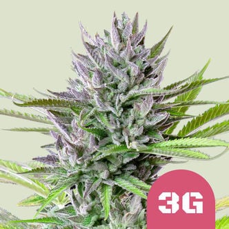 Triple G (Royal Queen Seeds) feminisiert