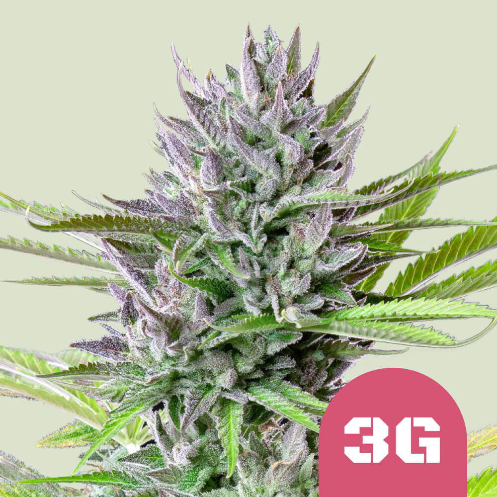 Triple G Feminisiert (Bomb Seeds)